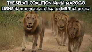 Story Of The Rise And Fall Of The Selati Lions Coalition in Hindi। [upl. by Richers999]