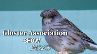 Gloster Canary Show [upl. by Anaeda]