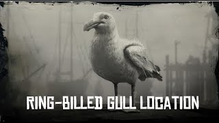 RDR2 RingBilled Gull Location SPAWN LOCATION [upl. by Ayerf]