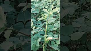 How to grow Broad Beans and okra plant fields comment subscribe ytshorts farming ytshortsindia [upl. by Ahsaetal]