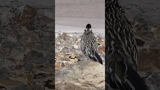 Unveiling the Real Inspiration Behind Wile E Coyotes Foe Meet the Roadrunner wildlife [upl. by Kevan]