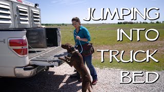 Teach Your Dog To Jump Into The Truck Bed [upl. by Novaj]