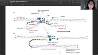 E coli DNA Replication Trombone Model [upl. by Ydnor]