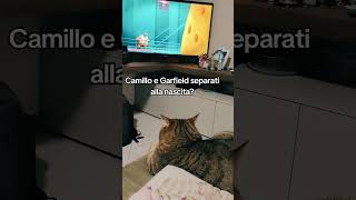 CAMILLO HA SCOPERTO I CARTONI ANIMATI 😂 gattidivertenti funnyvideo catlover catshorts funnycats [upl. by Honey180]