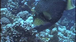 Triggerfish destroys coral [upl. by Shaper]