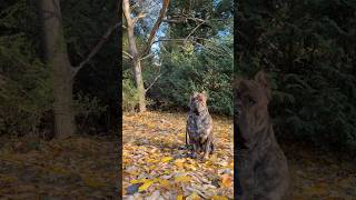 Cane Corso blending into a pile of leaves 🍂 fyp canecorso iccf vancouver vancouvercanecorso [upl. by Shoifet]