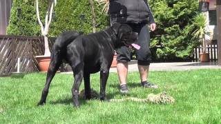 Cane Corso Wurfplanung 2015 Dina amp Zeus [upl. by Chance]