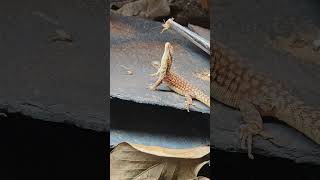 Charmander tong feeding on a brown cricket 🍽️🦎 Varanus [upl. by Isnan]