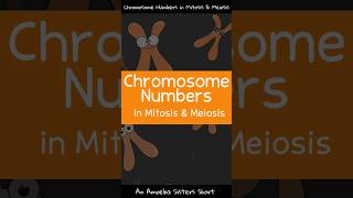 Chromosome Numbers in Mitosis amp Meiosis  Amoeba Sisters Shorts [upl. by Attevaj]