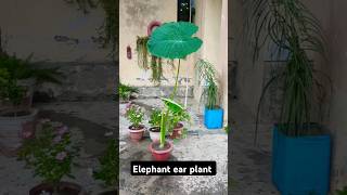 Giant colocasia gigantea elephant ear thai plant shorts youtubeshorts colocasia [upl. by Ayaros449]