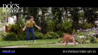 A Dogs Purpose Interview  Josh Gad 2017  Drama [upl. by Skurnik]