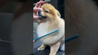 Funny and Cute Pomeranian shorts video from YouTube [upl. by Midan]