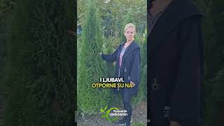 Thuja smaragd [upl. by Nerraw]