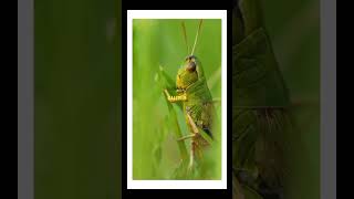 quotAbout Grasshoppersquot Part 4 facts animals grasshopper [upl. by Satterlee]