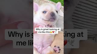 he has a problem🤨 pibblelife gmail cutepuppy frenchbull frenchbulldog frenchbulldoglife [upl. by Aciretnahs]