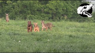 Decoying 3 Coyotes With 1 Dog  Coyote Hunting With Decoy Dog [upl. by Nnaegroeg]