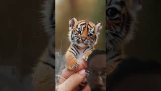 Baby Tiger so cute [upl. by Aner]