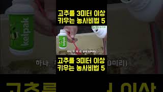 한국농수산TV 고추 3미터 키워 대박농사 짓는 달인의 비법공개 5 [upl. by Eednyl]