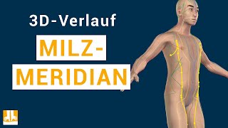 Der Milzmeridian  3DVerlauf von Punkt zu Punkt [upl. by Ahsito]