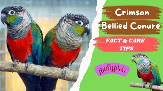 CrimsonBelliedConures A to Z info TamilDifference betweenCrimsonbelliedConureampGreencheekConure [upl. by Frazier252]