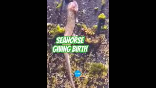 SEAHORSE GIVING BIRTH [upl. by Holbrooke]