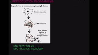 ENCYSTATION and SPORULATION in Amoeba [upl. by Geri]