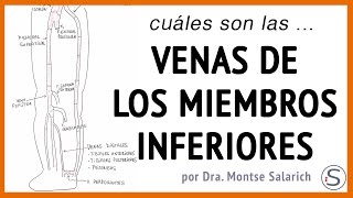 Las venas de los miembros inferiores [upl. by Arnst]