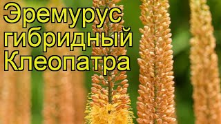 Эремурус гибридный Клеопатра Краткий обзор описание характеристик eremurus hybrida Cleopatra [upl. by Jarrell]