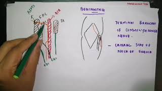 Deep peroneal nerve [upl. by Becca]