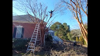 Pruning 😱Large Overgrown Crepe Myrtle Trees💰 [upl. by Ateekal4]