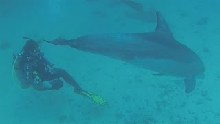 Buceando con delfines en el Mar Rojo diving with dolphins in the Red Sea [upl. by Avek]