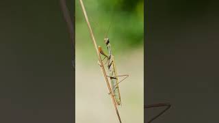 🦀 ☆¹⁸ Order Mantodea  Mantises  Observed in Description [upl. by Alimac]