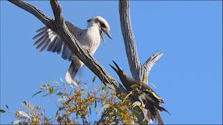 Kookaburra Bullied by Currawongs [upl. by Lillian127]