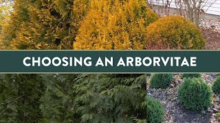 Choose the right Arborvitae for you and your Garden [upl. by Inanak929]