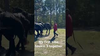 Three in abreast chattanoogatn kidsandhorses drafthorses funnyclips [upl. by Anatnahs]