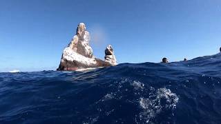 Diving Isla Roca Partida  Revillagigedo [upl. by Akiv]