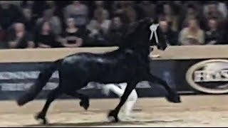 Menne 496 stallion inspection 2019 Friesian horse [upl. by Ailana]