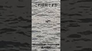 Misterio en el Río Termal de YUGAWARA 湯河原町 Maños en Japón [upl. by Itin]