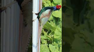 🇯🇵 Green Pheasant Phasianus versicolor in Pheasant Family Phasianidae Observed in Description [upl. by Homans]