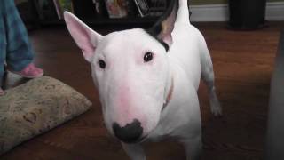 Mini Bull Terrier very annoying bark [upl. by Iroak]