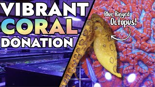 Vibrant Corals Has A VENOMOUS Blue Ringed Octopus  Donates Coral to the Reef Builders Studio [upl. by Pitt]