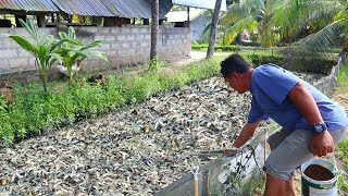 Native Catfish Farming│Inside the most successful catfish farm [upl. by Storm]