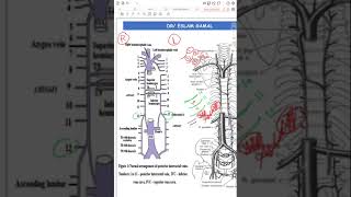 thoracic wall venous drainage [upl. by Oiled325]