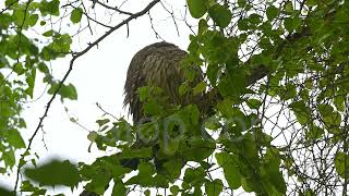 Barred Owl fstopdotcom Z9 ecotourism wildlife nesting Nikon birdwatching [upl. by Ytte]