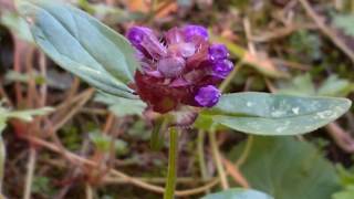 Prunella vulgaris curativa medicinal plant [upl. by Yeltnerb605]