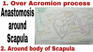 Anastomosis Around Scapula  Body of Scapula and Acromion Process [upl. by Jonie]