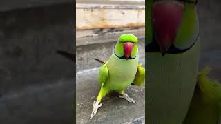 Tu Mota Kita Hoga😂 tuktuk Favourite Song parrotshorts talkingparrot viral Dance funny mithu [upl. by Sadowski]