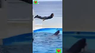 Friendship with dolphin shortvideo youtubeshorts viralvideo trending [upl. by Lsil169]