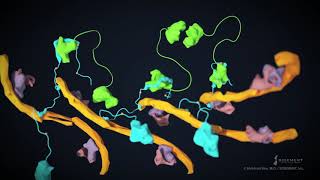 Initialization of Autophagosome formation [upl. by Alberta]