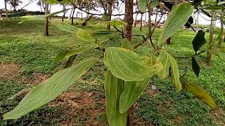 Beautiful scenery of Acacia Mangium along the beach park [upl. by Fransen]